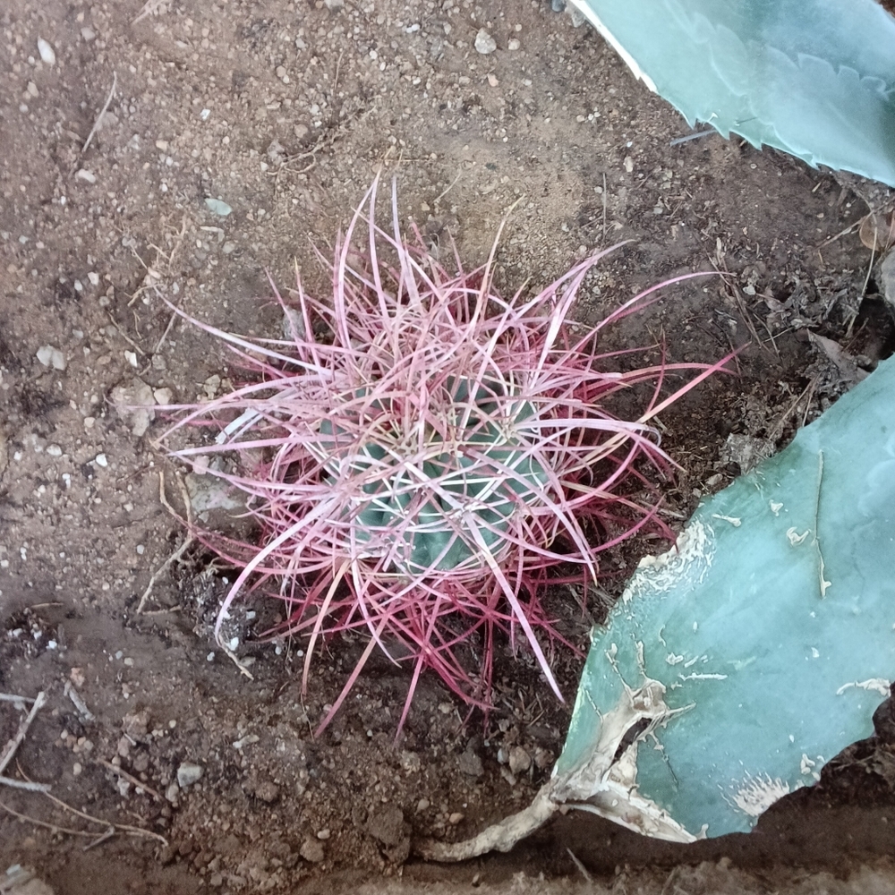 Beautiful Red Barrel Cactus